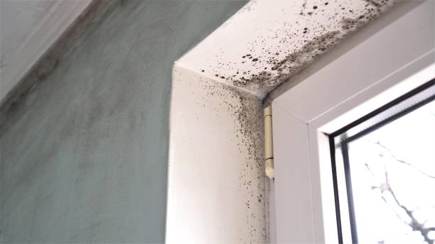 Professional Mold Removal in Rochester, IN