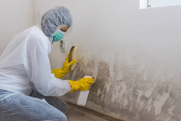 Best Office Mold Removal Services  in Rochester, IN