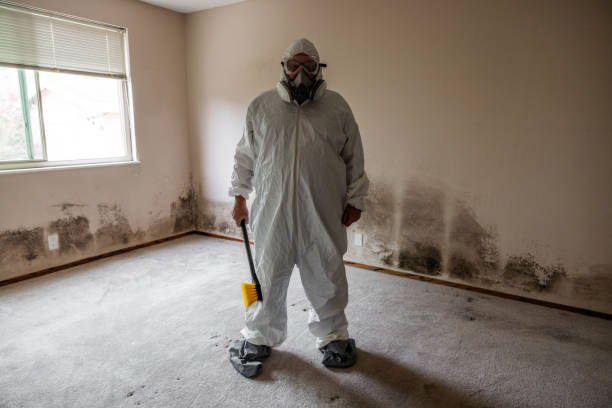 Best Toxic Mold Removal  in Rochester, IN