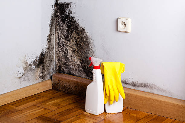 Best Local Mold Removal Service  in Rochester, IN